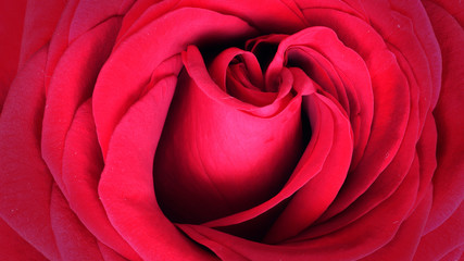 Detail red rose
