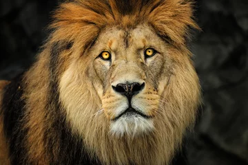 Photo sur Plexiglas Lion Lion
