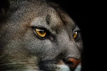 Zelfklevend Fotobehang Close-up of mountain lion, face mountain lion with black background, cougar, puma © denisapro