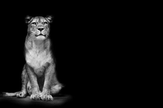 Posing black and white lioness