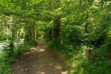 Obraz premium Forest on the Camino de Santiago by Roncesvalles.
