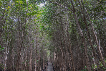 Mangrove forest at Pranburi Forest National Park, Prachuap Khiri Khan, Thailand