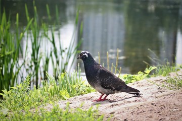 pigeon with unusual surroundings
