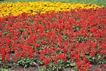 flowers in the flowerbed