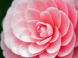 "Otometsubaki" Camellia Japonica