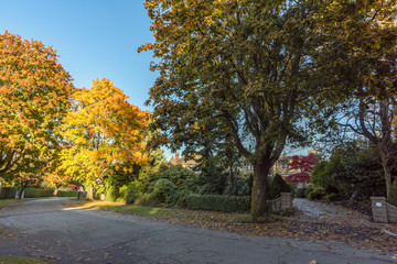 autumn street with trees and fallen leaves along the green fence of plants