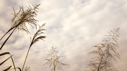 Obraz premium flower grass silhouette on sky with clouds and sun.