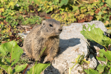 Naklejka na ściany i meble Close-up of a curious young alpine marmot in the European Alps