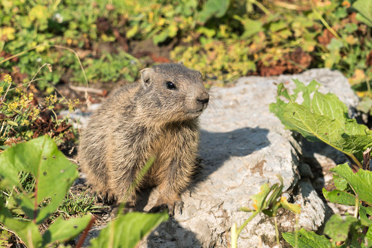 Close-up of a curious young alpine marmot in the European Alps