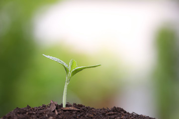 Young growing tree
