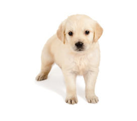 Golden retriever standing