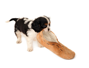 Dog with slipper