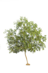 Tree isolated against a over white background