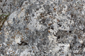 Surface of big stone with moss fixed with a close-up photo shooting