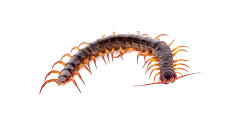 centipede on white background
