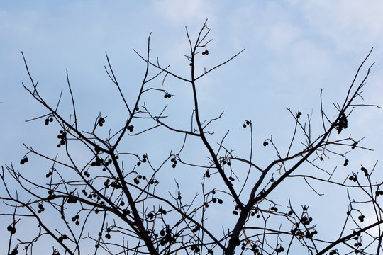 fruit tree isolated on blue sky background