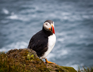 Puffin on west coast Iceland