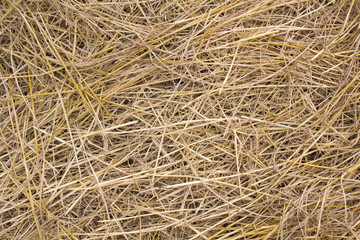 pile of dry rice chaff pattern texture and background.