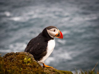 Puffin on west coast Iceland