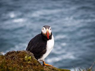 Puffin on west coast Iceland