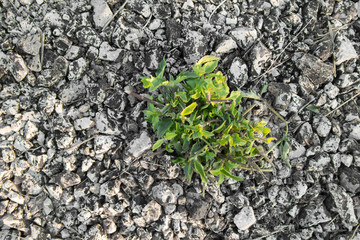 Plant grow up on dry, Low Saturation