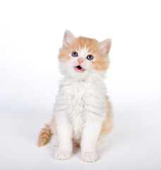 Smiling kitten