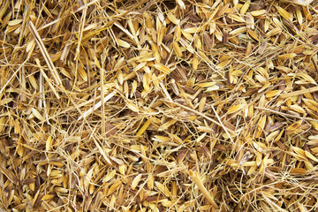 rice peel after harvest and husk background