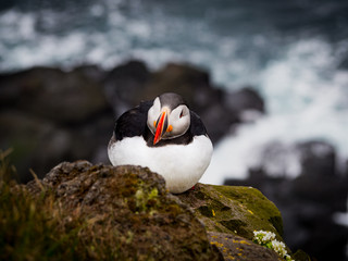 Puffin on west coast Iceland