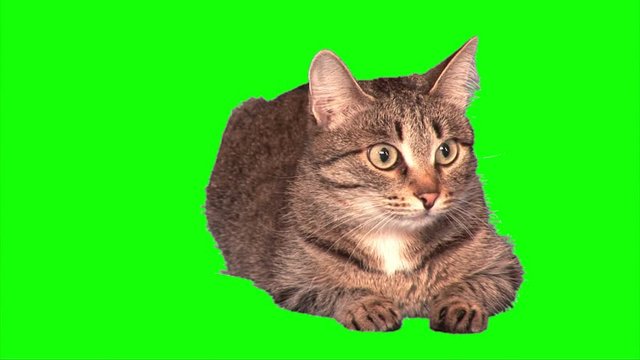 Скачать мемы с котами на грин скрин