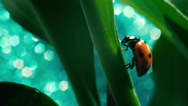 Closeup of the ladybug in the green grass