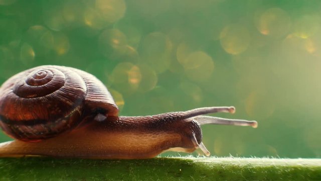 Macro view of snail
