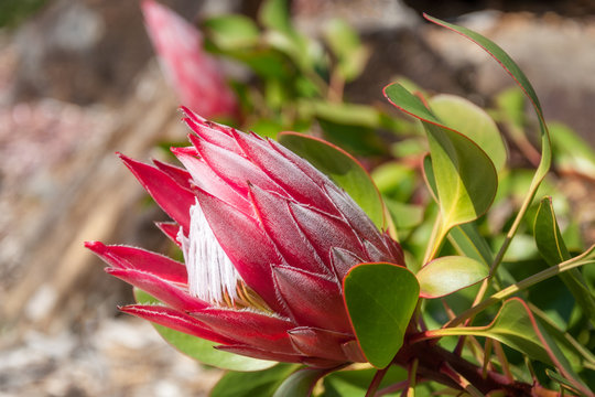 Red King Protea Bud in Australian environment at Mount Tomah Botanic garden in the Blue Mountains.
