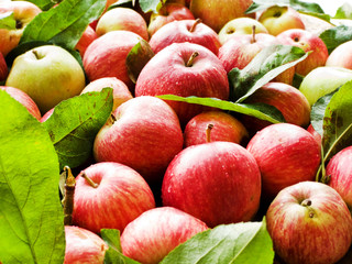 Apples on wooden background