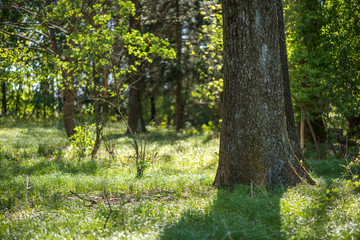 Waldlichtung Baumstamm und Sonnenlicht