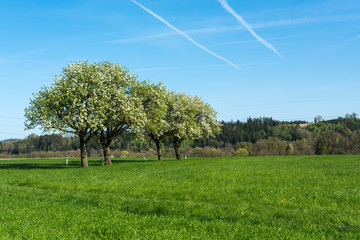 Blühende Bäume auf grüner Wiese mit blauem Himmel