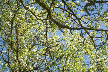 Ast mit Blüten und blauem Himmel