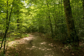 Forest on the Camino de Santiago by Roncesvalles.