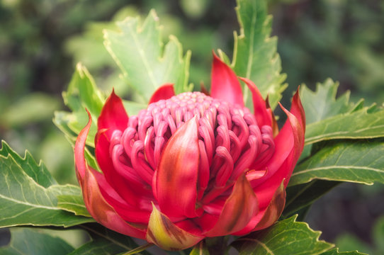 Native Australian wild waratah flower bathed in the sunset light at Mount Tomah Botanic Garden in the Blue Mountains, New South Wales, Australia.