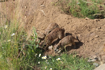 meerkats dig a mink in the sand on a Sunny day