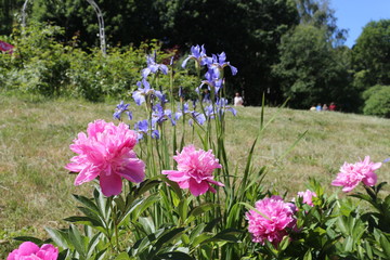 pink peonies and purple irises on a flower bed in the Park