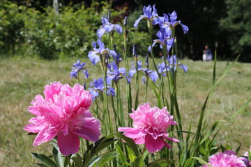 pink peonies and purple irises on a flower bed in the Park