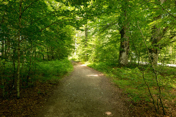 Obraz premium Forest on the Camino de Santiago autorstwa Roncesvalles.