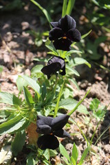 unusual flower pansies black