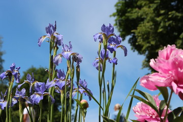 flowers  irises on background of blue sky