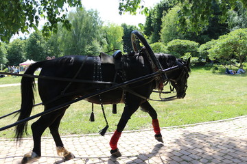 beautiful black horse rides people in the Park in summer