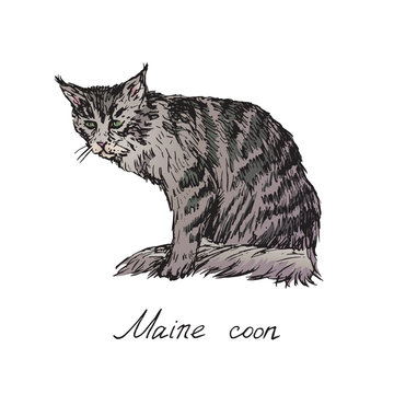 Maine coon,  cat breeds illustration with inscription, hand drawn colorful doodle, sketch, vector