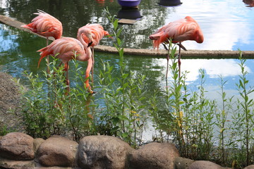 pink flamingos on the background of a pond in the park