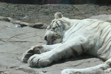white tiger resting on a rocky surface