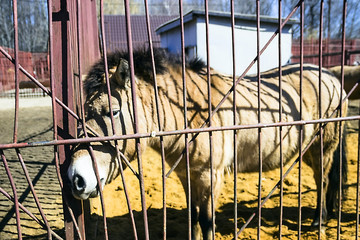 a horse in a cage in the zoo
