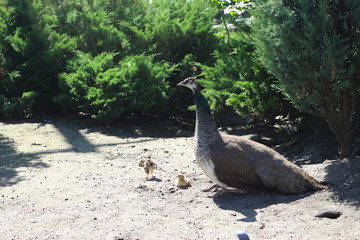 female peacock next to chicks with park